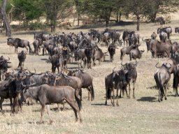 Bologonja_Seronera2009-54